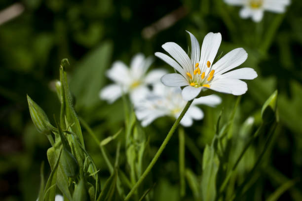 istock Small white wild flowers on a background of green grass 682920518