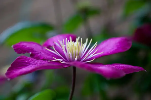 Photo of Clematis City of Lyon.