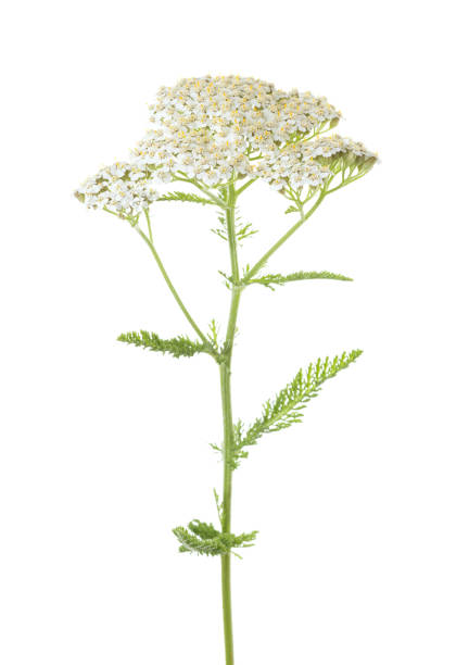 yarrow (achillea millefolium) fleur isolée sur fond blanc - yarrow photos et images de collection