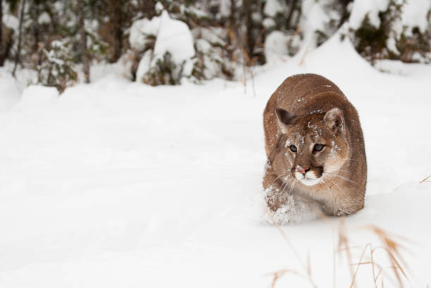 istock Mountain lion in snow with pine tree in background 682933056