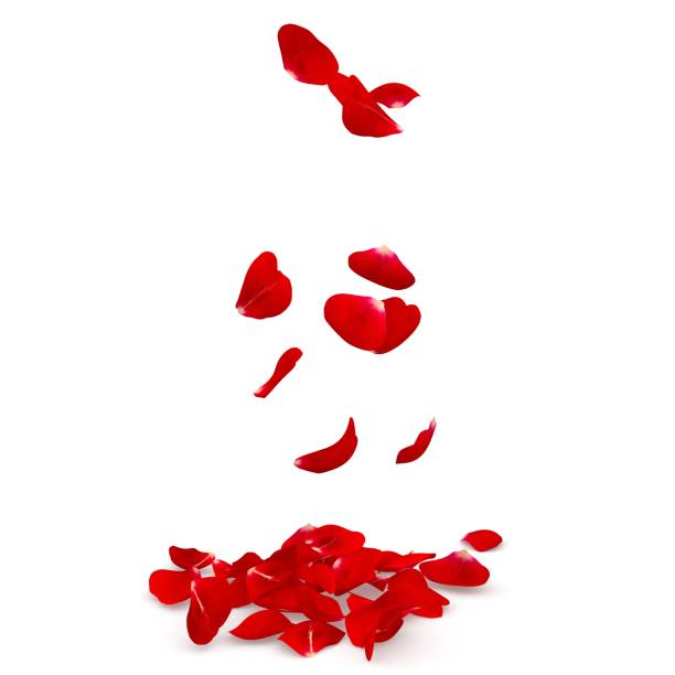 istock Rose petals fall to the floor 682935968