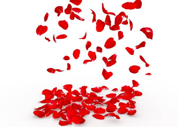 istock Rose petals fall to the floor 682937498