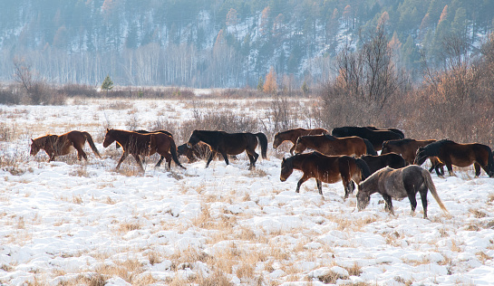 Running horses in the winter