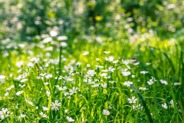 Photo of Wild flowers with short focus