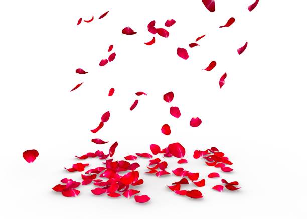 istock Rose petals fall to the floor 682943264