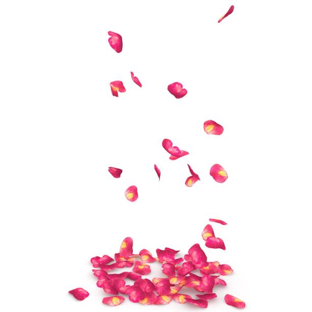 istock Rose petals speckled fall on the floor 682943492