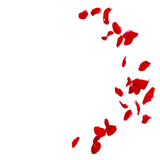 istock Red rose petals scattered on the floor in a semi-circle 682943818