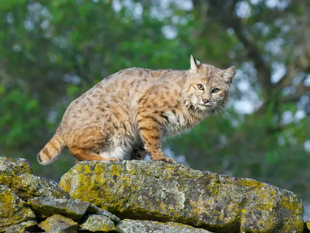 Bobcat on rocks  with lichen during spring time