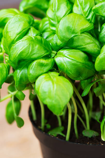 istock potted basil herb plant on wooden table close up 682944038