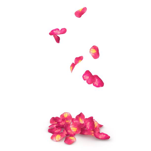 istock Rose petals speckled fall on the floor 682944264