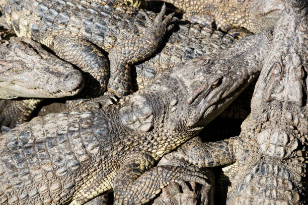 istock Siamese crocodiles Mekong delta in Vietnam 682944534