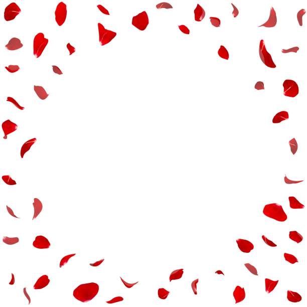 istock Round frame of red rose petals isolated on white background 682945614