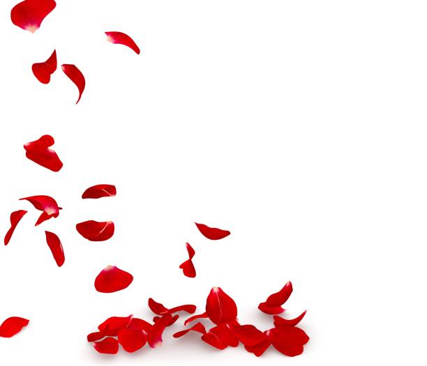istock Rose petals fall to the floor 682946742