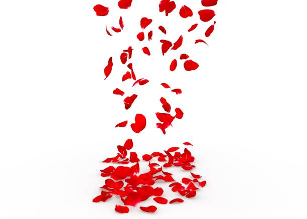 istock Rose petals fall to the floor 682946860