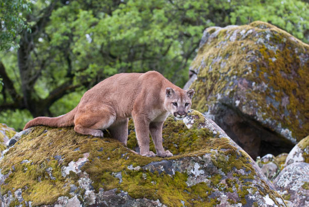 istock Mountain lion on  lichen covered rocks 682947086
