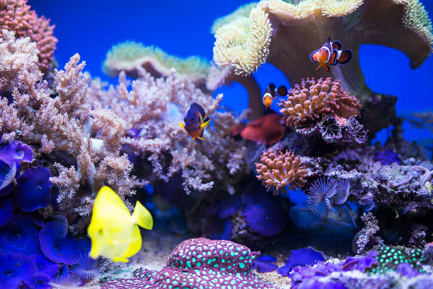 istock Yellow tang fish in aquarium 682947212