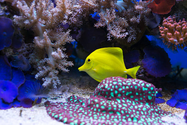 istock View at beautiful zebrasoma salt water aquarium fish 682947232