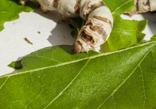 Il Baco Che Mangia Le Foglie