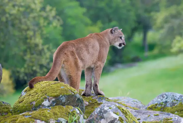 Mountain Lion on moss covered rocks near Yosemite National Park during spring time