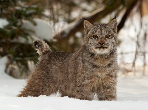 Canadian lynx in deep snow with pine trees