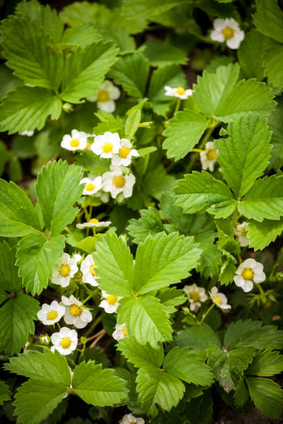 istock Blown flower of strawberry 682948286