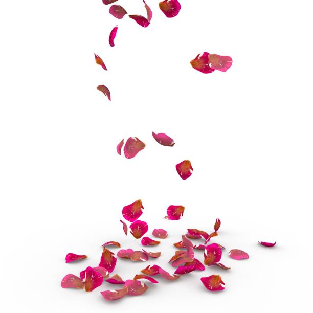 istock Rose petals fall to the floor 682951048