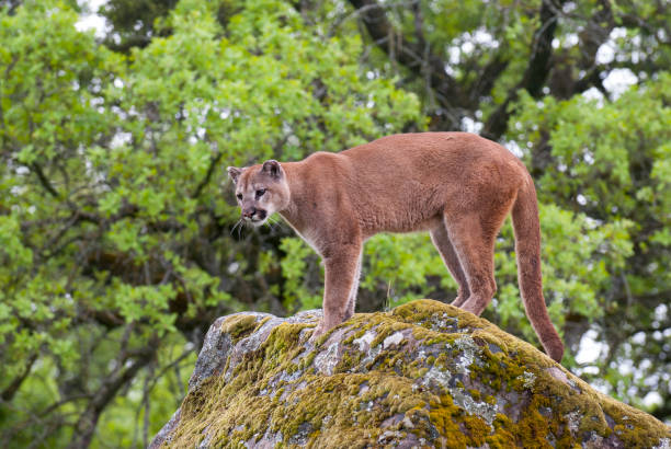 istock Mountain lion on lichen covered rocks with green trees 682951212