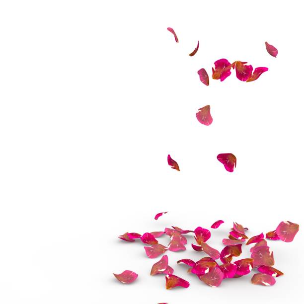istock Rose petals fall to the floor 682951474