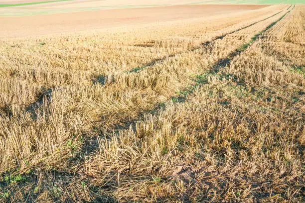 Autumnal stubble field with tractor tracks