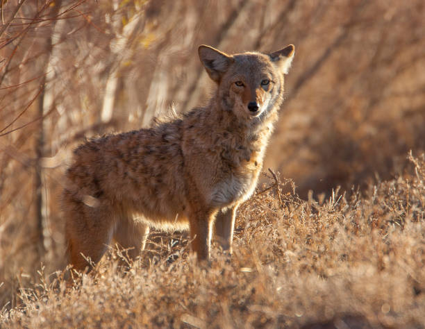 istock Coyote in deep brush at Bosque del Apache in New Mexico 682953972