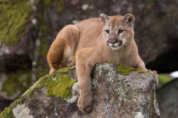 mountain lion - puma raubkatze stock-fotos und bilder