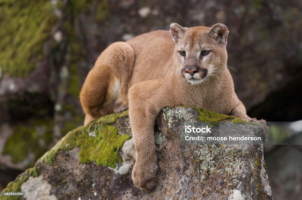 Mountain Lion Mountain Lion on moss covered rocks during spring time Mountain Lion Stock Photo