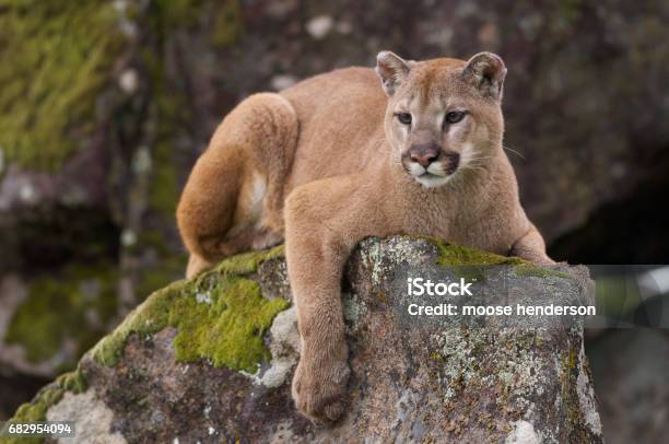 Mountain Lion Stock Photo - Download Image Now - Mountain Lion, USA, Animal