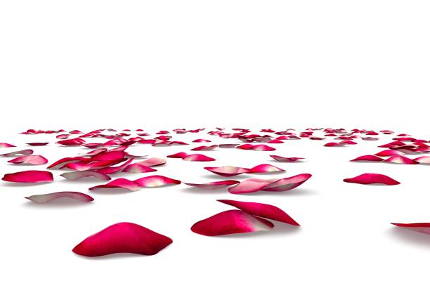 Red camellia petals fallen on the ground