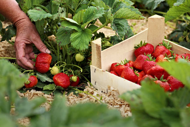 istock Female hand with a large ripe strawberry 682954836