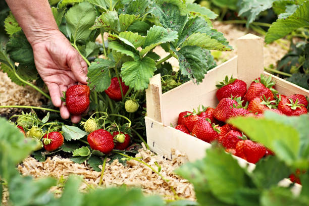 Female hand with a large ripe strawberry
