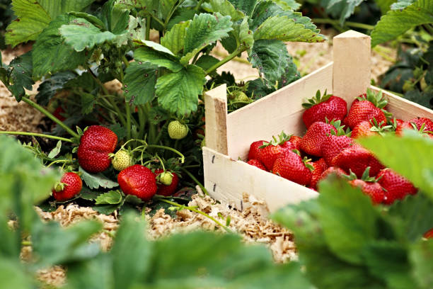 istock Box with strawberries stands near the bush 682954886