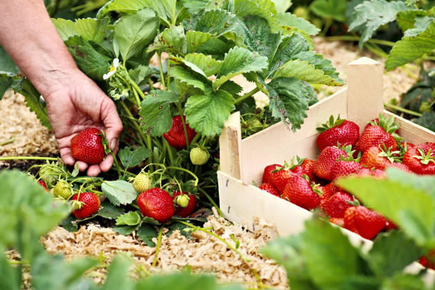 istock Female hand with a large ripe strawberry 682954888