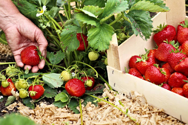 istock Female hand with a large ripe strawberry 682954896