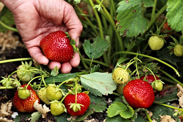 istock Female hand with a large ripe strawberry 682954898