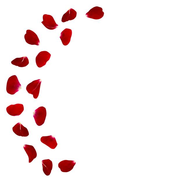 istock Red rose petals scattered on the floor in a semi-circle 682955006
