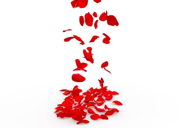 istock Rose petals fall to the floor 682955206