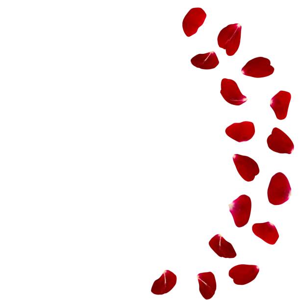 istock Red rose petals scattered on the floor in a semi-circle 682955346
