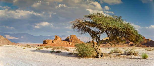 지질 공원 팀 나, 중동, 이스라엘 - negev middle east desert 뉴스 사진 이미지