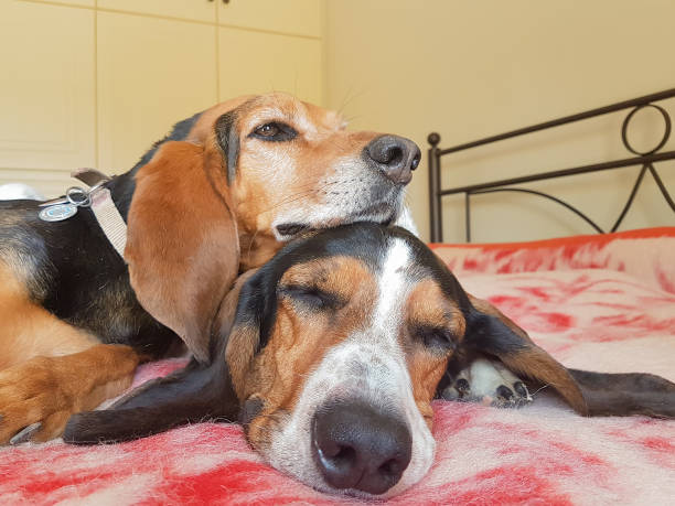 istock Dog couple sleeping on top of each other. 682958288