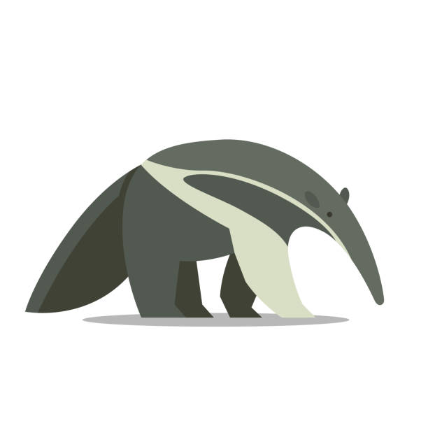 ilustraciones, imágenes clip art, dibujos animados e iconos de stock de un oso hormiguero - oso hormiguero
