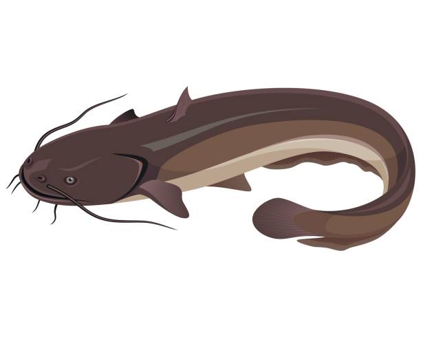 Big freshwater catfish Vector illustration of a big freshwater catfish catfish stock illustrations