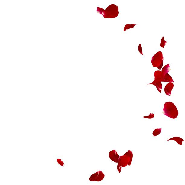 istock Red rose petals scattered on the floor in a semi-circle 682961424