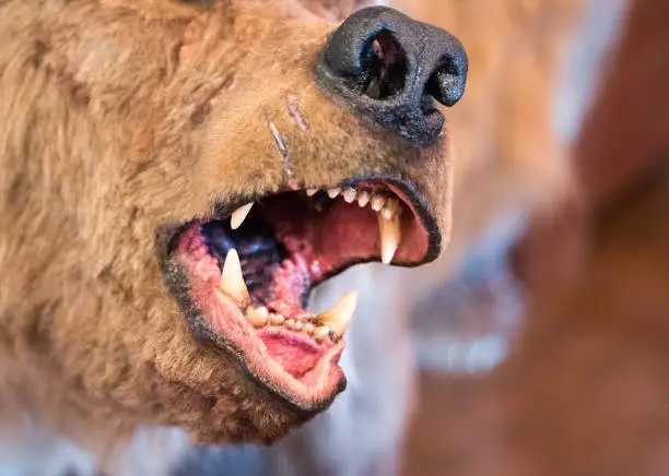 Close up of open jaws of the simulacrum prehistorical  seasonal (Cavalry caviar) bear