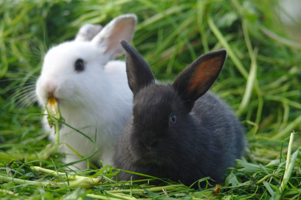 istock Black and white baby rabbits on green grass 682964692